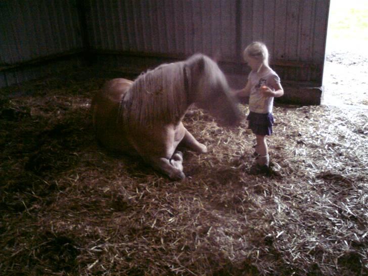 Haflinger Røgtergårdens Nougat*RIP* billede 5