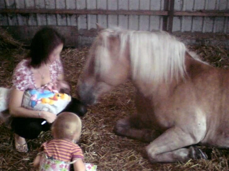 Haflinger Røgtergårdens Nougat*RIP* billede 6