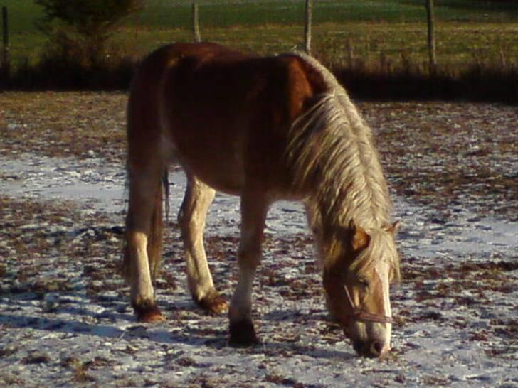 Haflinger Røgtergårdens Nougat*RIP* billede 7