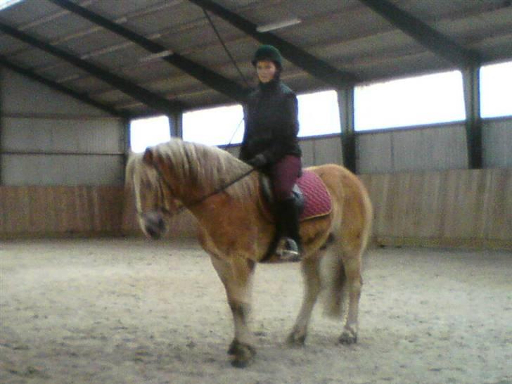 Haflinger Røgtergårdens Nougat*RIP* billede 8