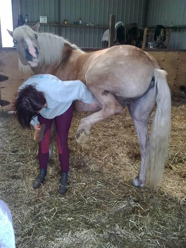 Haflinger Røgtergårdens Nougat*RIP* - DET KLØR ALTSÅ MOR billede 9