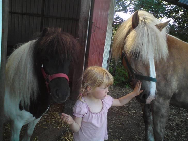 Haflinger Røgtergårdens Nougat*RIP* billede 10