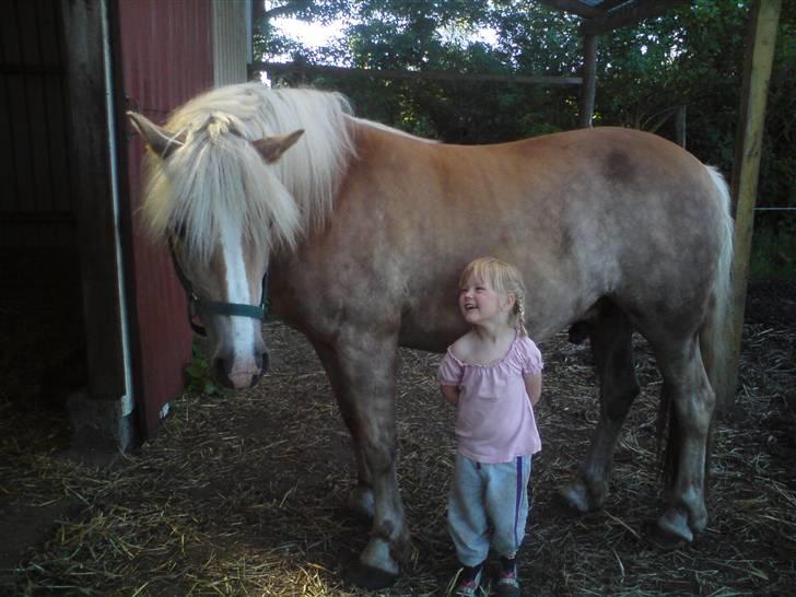 Haflinger Røgtergårdens Nougat*RIP* billede 11