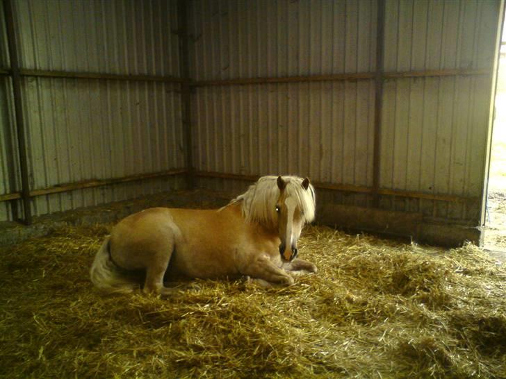 Haflinger Røgtergårdens Nougat*RIP* billede 12