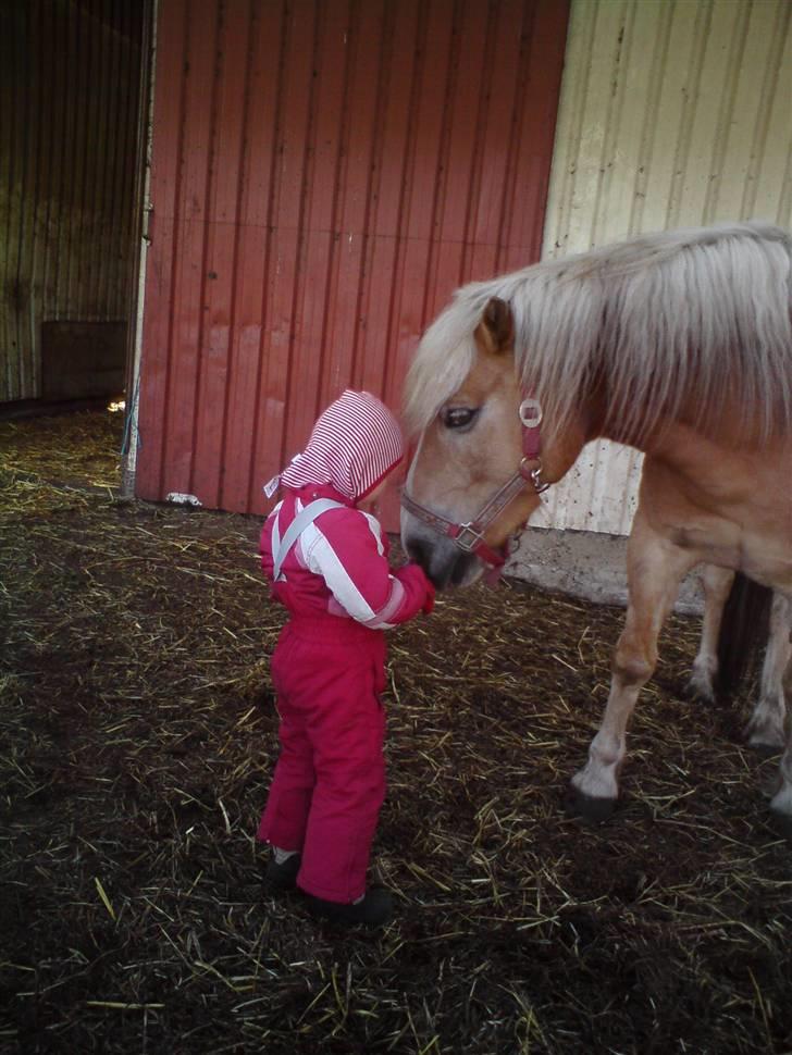 Haflinger Røgtergårdens Nougat*RIP* - Bedste venner billede 13