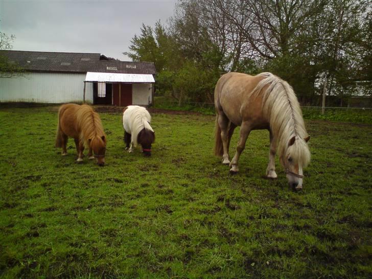 Haflinger Røgtergårdens Nougat*RIP* billede 14