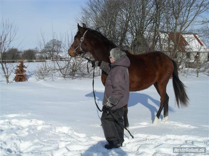 Dansk Varmblod Søgaards Lacoste billede 5