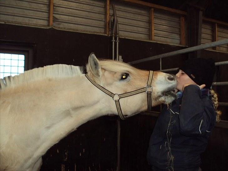 Fjordhest Regina Godthaab (TIDL. PART) - You give me now the meaning of life, with you I´m feeling alive! <3 billede 1