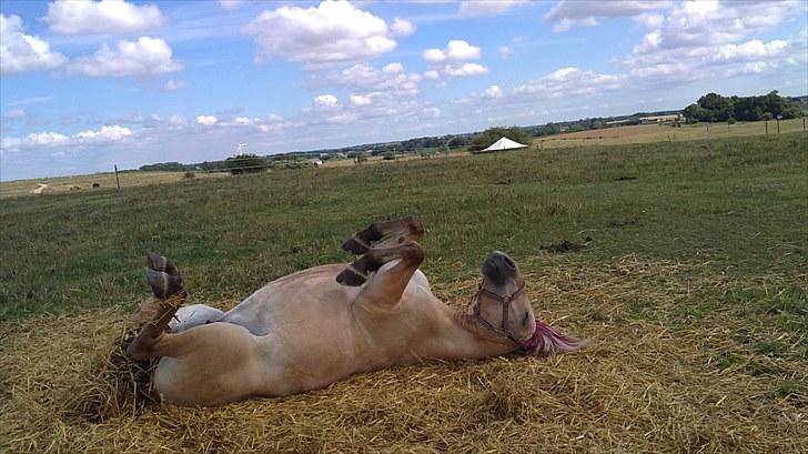 Fjordhest Regina Godthaab (TIDL. PART) - Arrhh intet bedre end en rulletur efter et langt bad XD billede 5