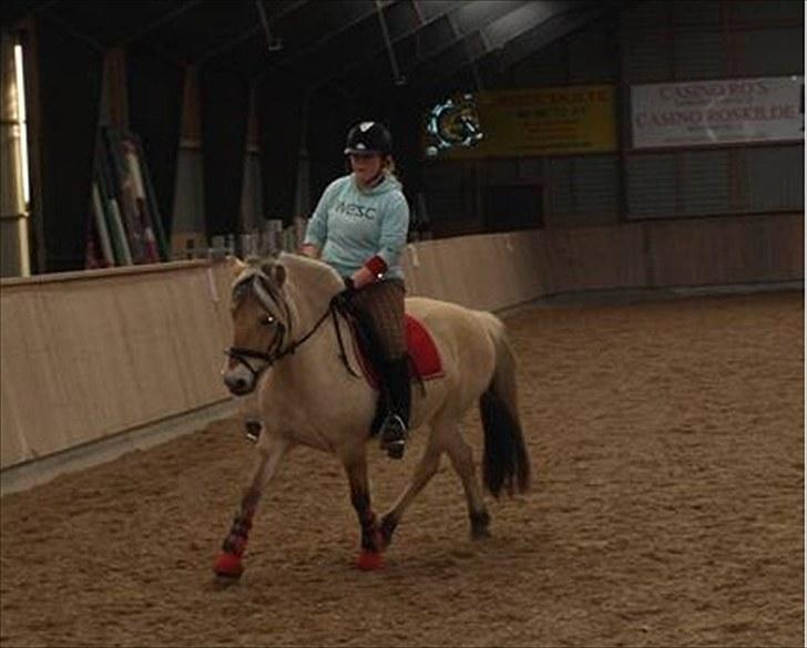 Fjordhest Regina Godthaab (TIDL. PART) - Dressur kursus d; Undskyld den dårlige kvalitet.  billede 8