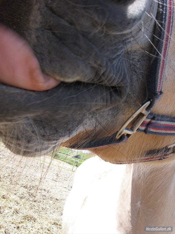 Fjordhest Regina Godthaab (TIDL. PART) - Kan man være meget skønner? :* I dont think so!.  billede 10