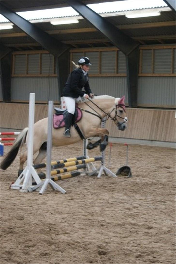 Fjordhest Regina Godthaab (TIDL. PART) - Springstævne :D  billede 16