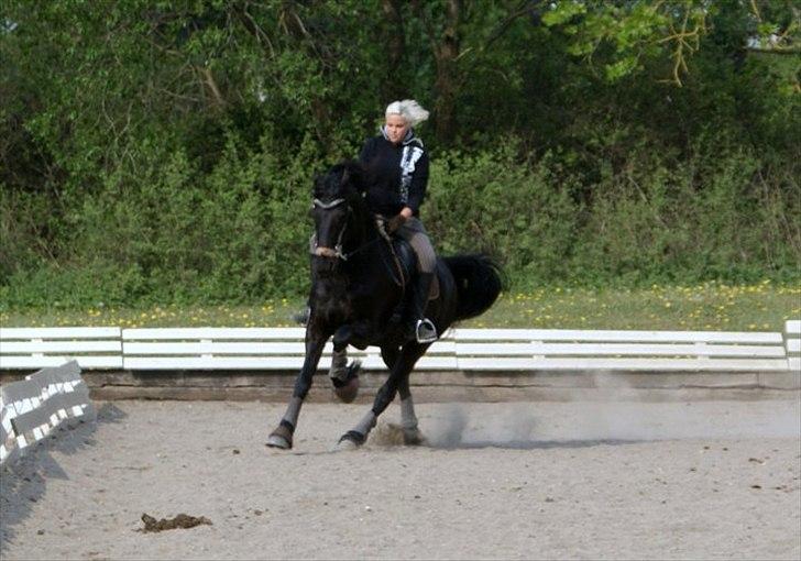 Frieser • MENTHA DE V. • HIMMELHEST <3 - galop på udendørs banen foto: Nina <3 billede 11