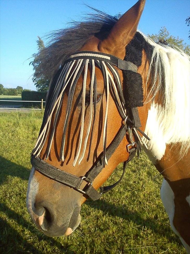 Anden særlig race Obelix - juni 2010 billede 1