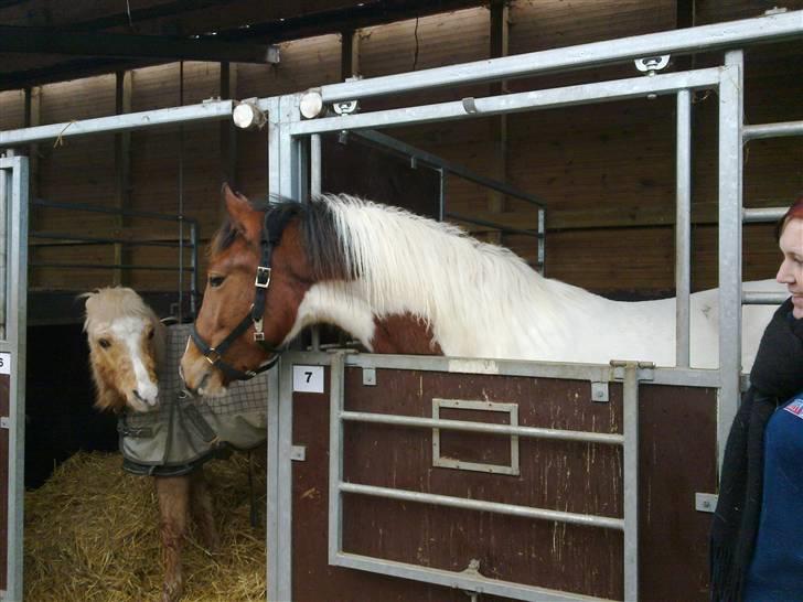 Anden særlig race Obelix - da jeg lige havde fået ham marts 2010 billede 2