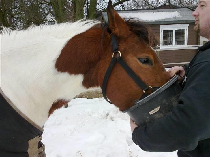 Anden særlig race Obelix billede 3