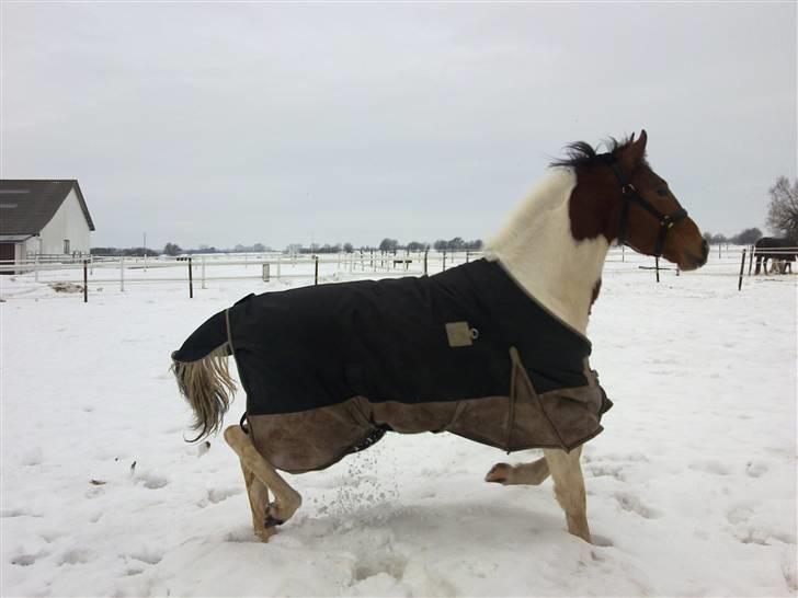 Anden særlig race Obelix billede 4