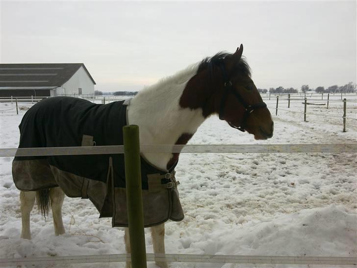 Anden særlig race Obelix billede 5