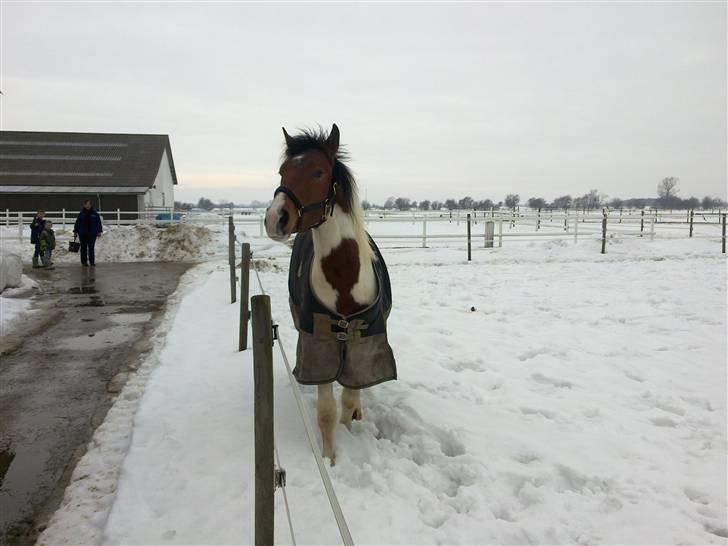 Anden særlig race Obelix billede 6