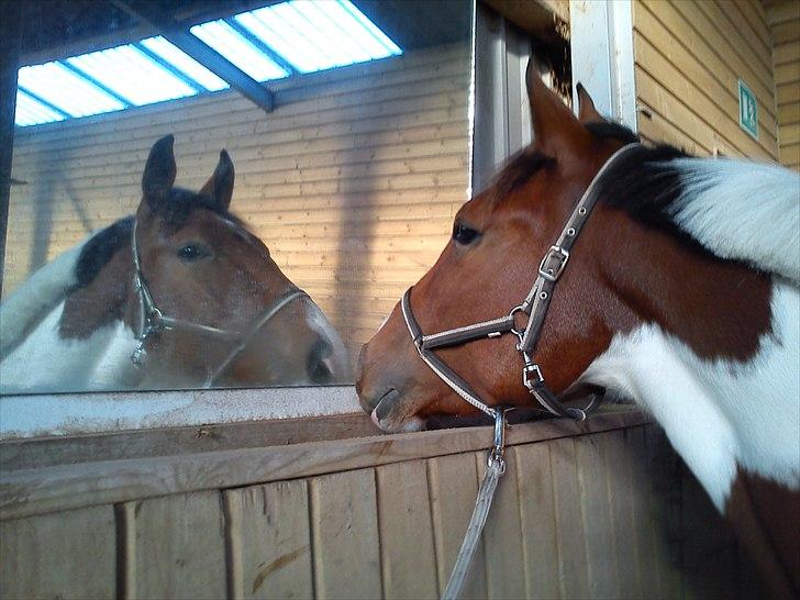 Anden særlig race Obelix - NYT oktober 2010 billede 7