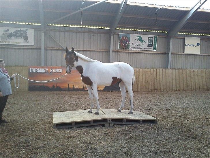 Anden særlig race Obelix - NYT oktober 2010,  billede 8