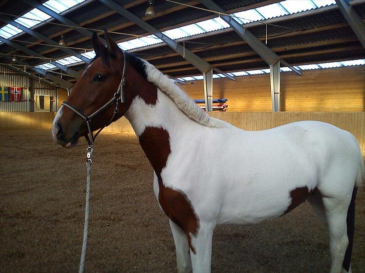 Anden særlig race Obelix - NYT oktober 2010 Obelix har fået øje på en flotter fyr inde i spejlet billede 9