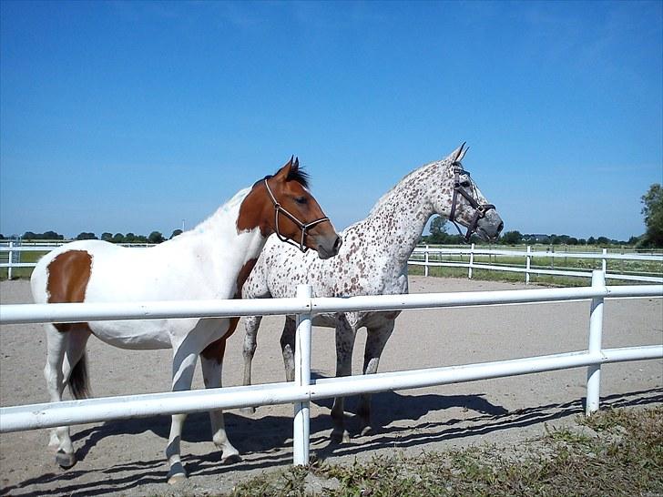 Anden særlig race Obelix - NYT. Juli 2010 billede 10