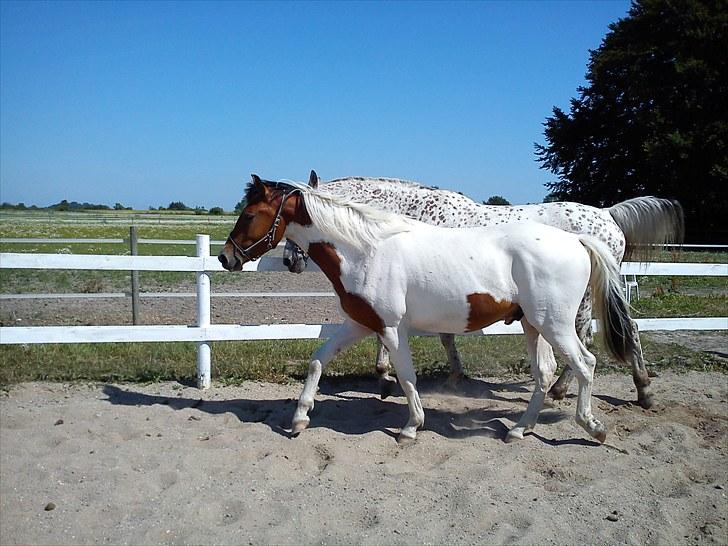 Anden særlig race Obelix - NYT. Juli 2010 billede 11