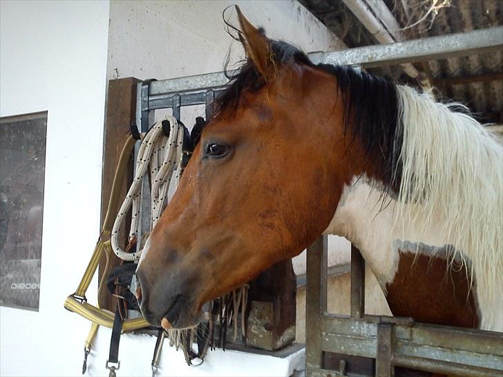 Anden særlig race Obelix - August 2010 billede 14