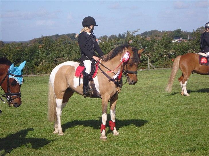 Pinto Holleskovgårds Teckla. - Velkommen til Teckla profil:) Thorsø<3  billede 1