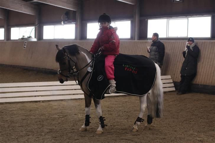 Pinto Holleskovgårds Teckla. -  du er den bedste Telle Mus billede 3