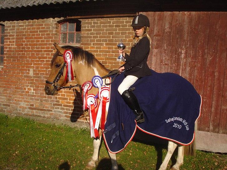 Pinto Holleskovgårds Teckla. - det jeg vandt på en weekend<3 billede 4