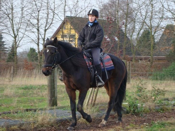 Traver Golden Flamingo billede 1