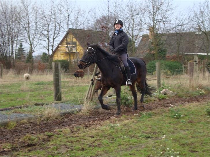 Traver Golden Flamingo billede 2