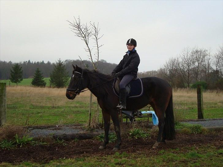 Traver Golden Flamingo billede 3