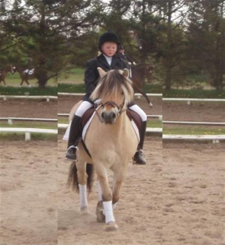 Fjordhest Lyngbjergs Frederik (R.I.P) - her er vi til stævne i Langholt hvor vi red LC1. jeg var 11 år der.  #´foto: Louise billede 2