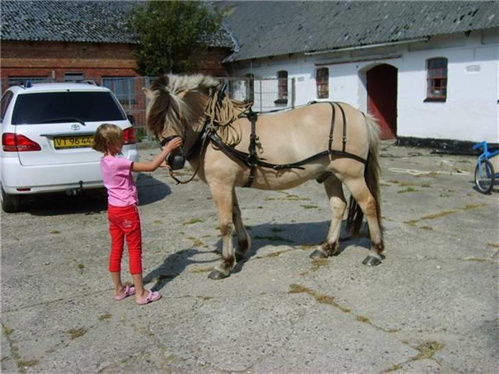 Fjordhest Lyngbjergs Frederik (R.I.P) - Frederik for vogn. #´ foto: Louise billede 3