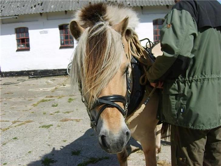 Fjordhest Lyngbjergs Frederik (R.I.P) - Frederik for vogn. #´ foto: Louise billede 4