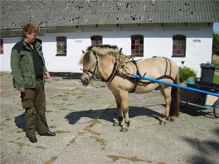 Fjordhest Lyngbjergs Frederik (R.I.P) - Frederik for vogn. #´ foto: Louise billede 5