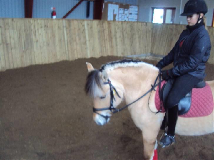 Fjordhest Tecilla billede 1