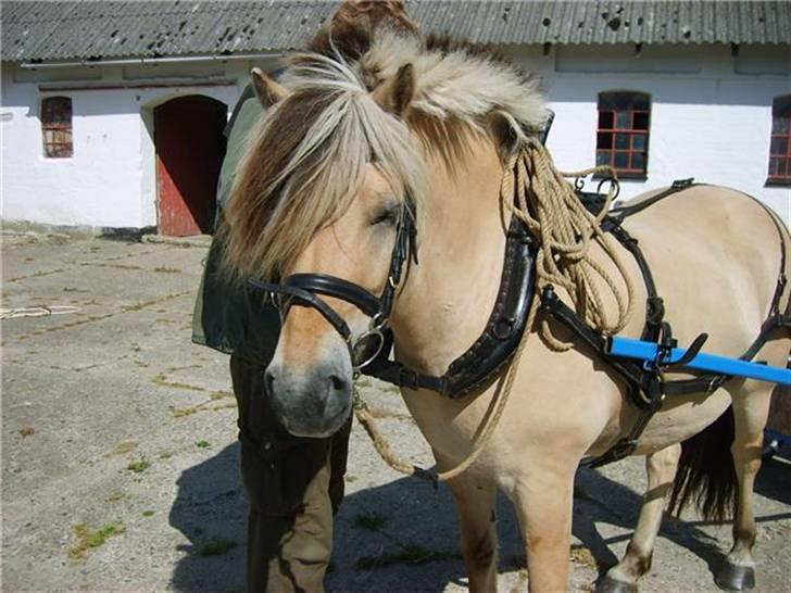Fjordhest Lyngbjergs Frederik (R.I.P) - flotte frederik #´foto: Louise billede 6