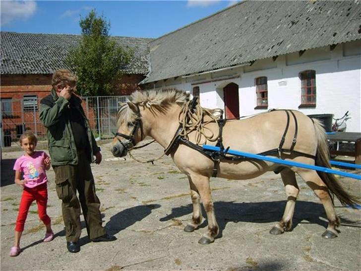 Fjordhest Lyngbjergs Frederik (R.I.P) - Frederik for vogn. #´ foto: Louise billede 7