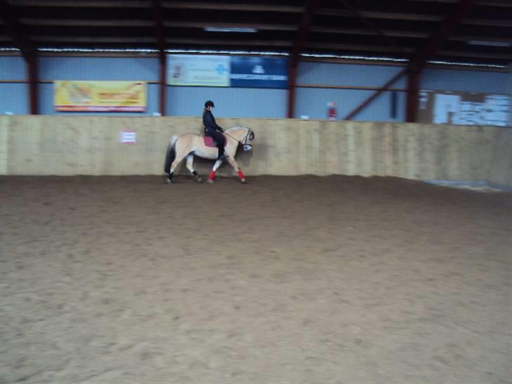 Fjordhest Tecilla billede 2