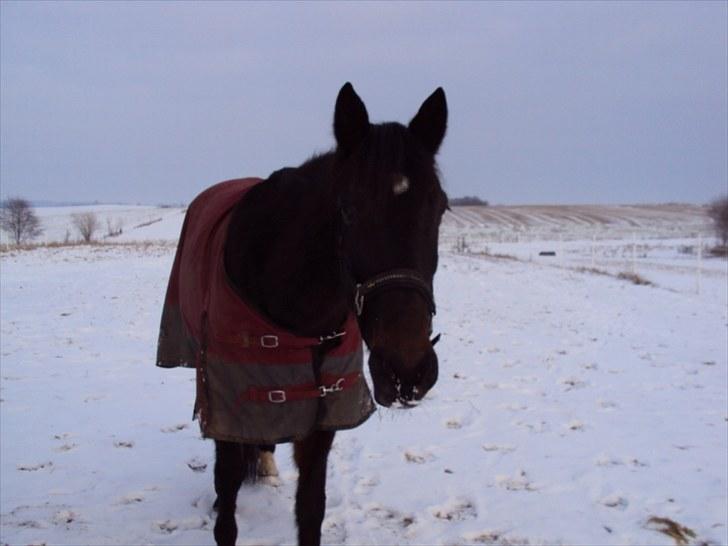 Traver Golden Flamingo billede 5