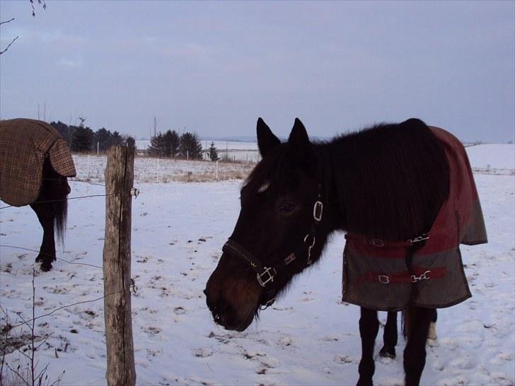 Traver Golden Flamingo billede 6