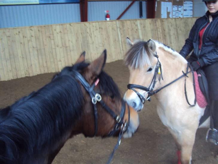 Fjordhest Tecilla billede 3