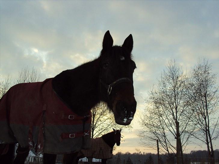 Traver Golden Flamingo billede 7