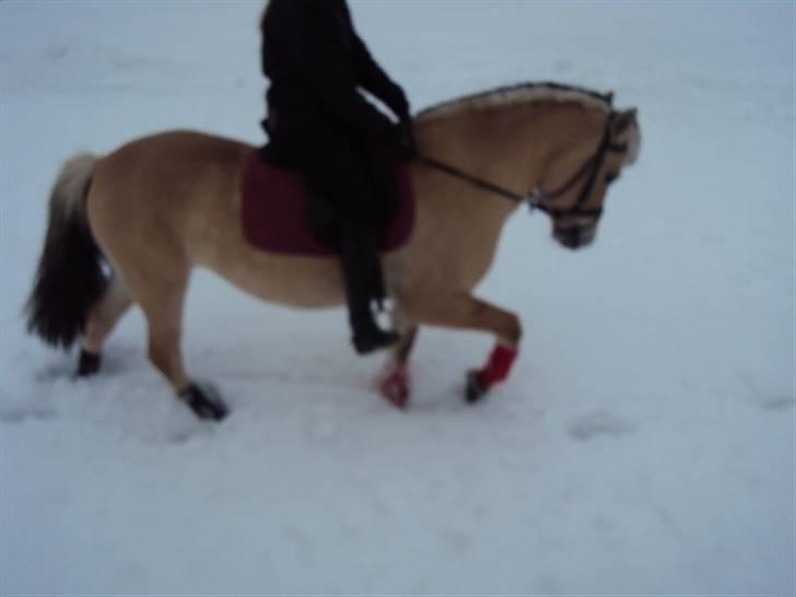 Fjordhest Tecilla billede 4