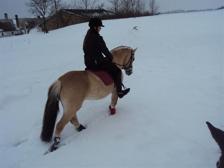 Fjordhest Tecilla billede 5