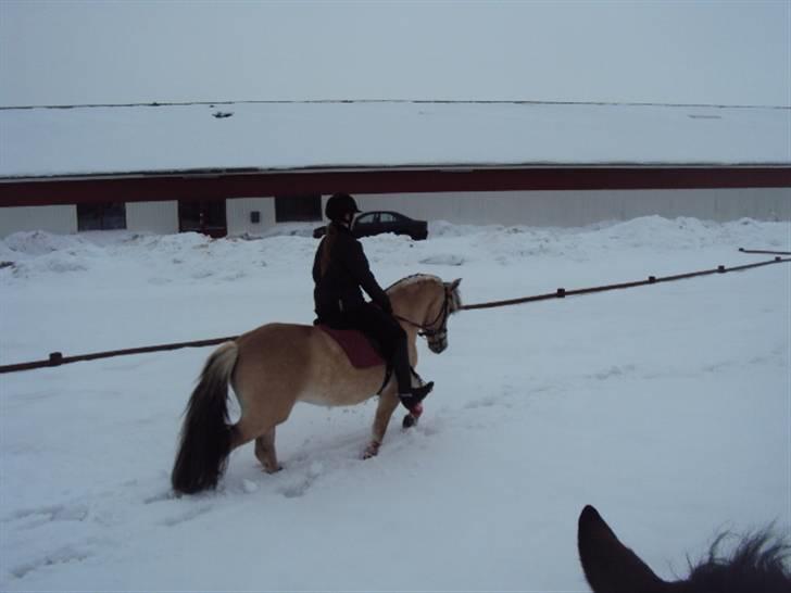 Fjordhest Tecilla billede 6